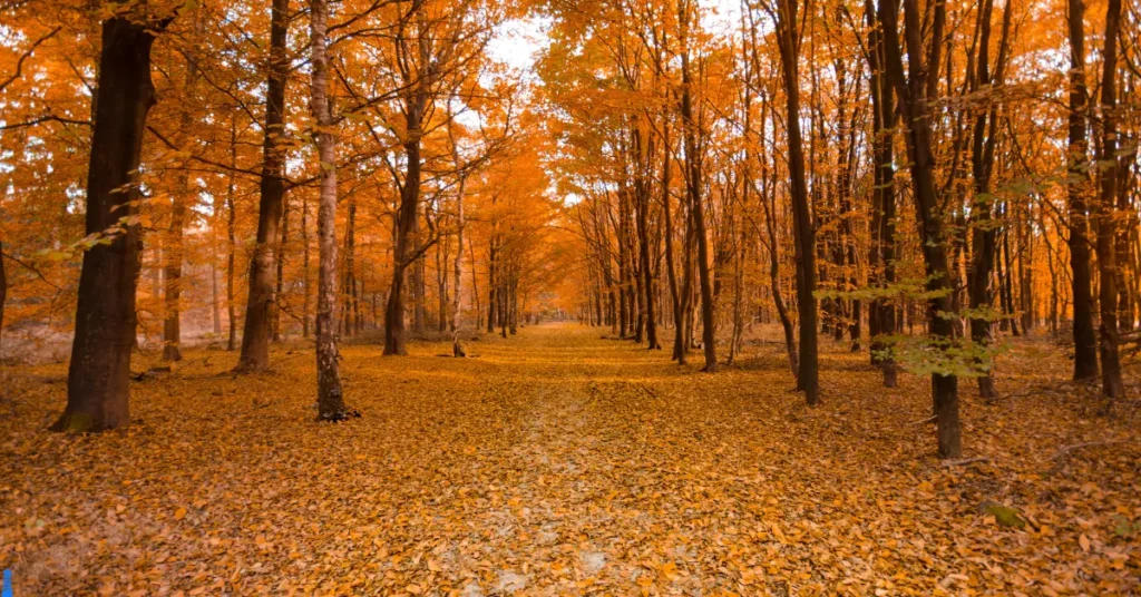 Walking path covered in a coating of vibrant fall leaves with the trees bursting with color.