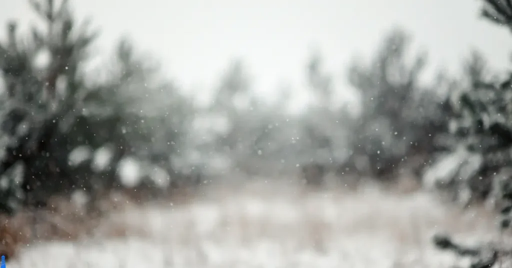 Falling snow on a Xmas tree farm.