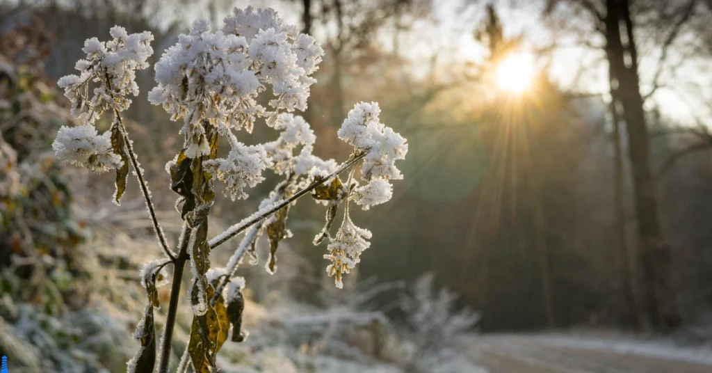 Flower coated in ice, the sun beaming in and a winters road